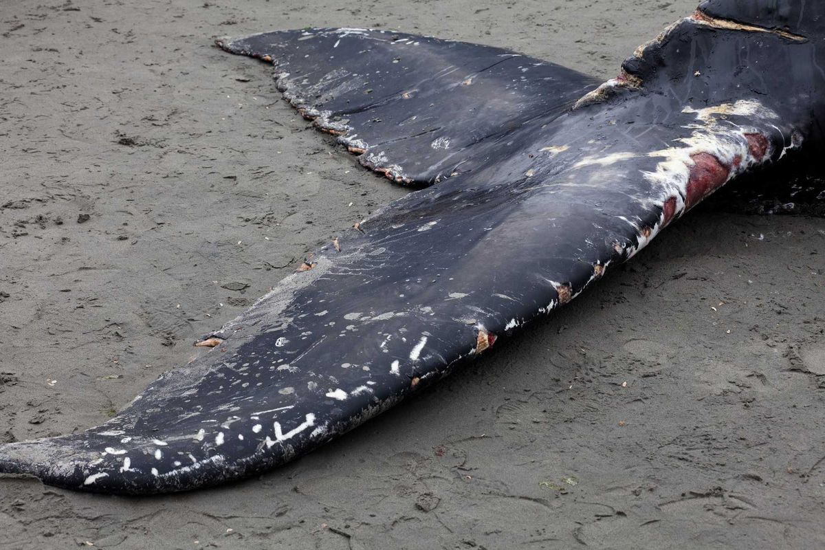Juvenile Humpback whale washes ashore and died in White Rock BC Canada, June 12, 2012
