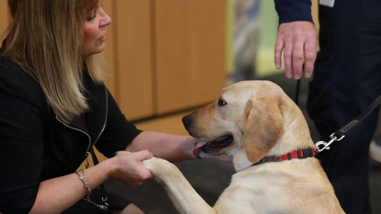 K-9 Cricket shaking hands