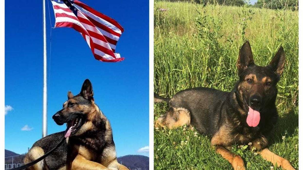 K-9 officers Duke and Diesel