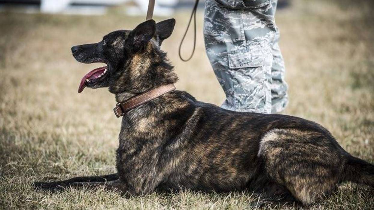 K-9 Troll