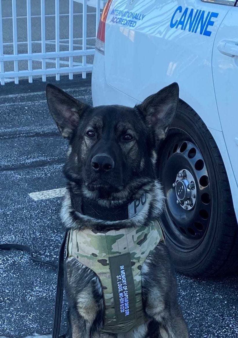 K-9