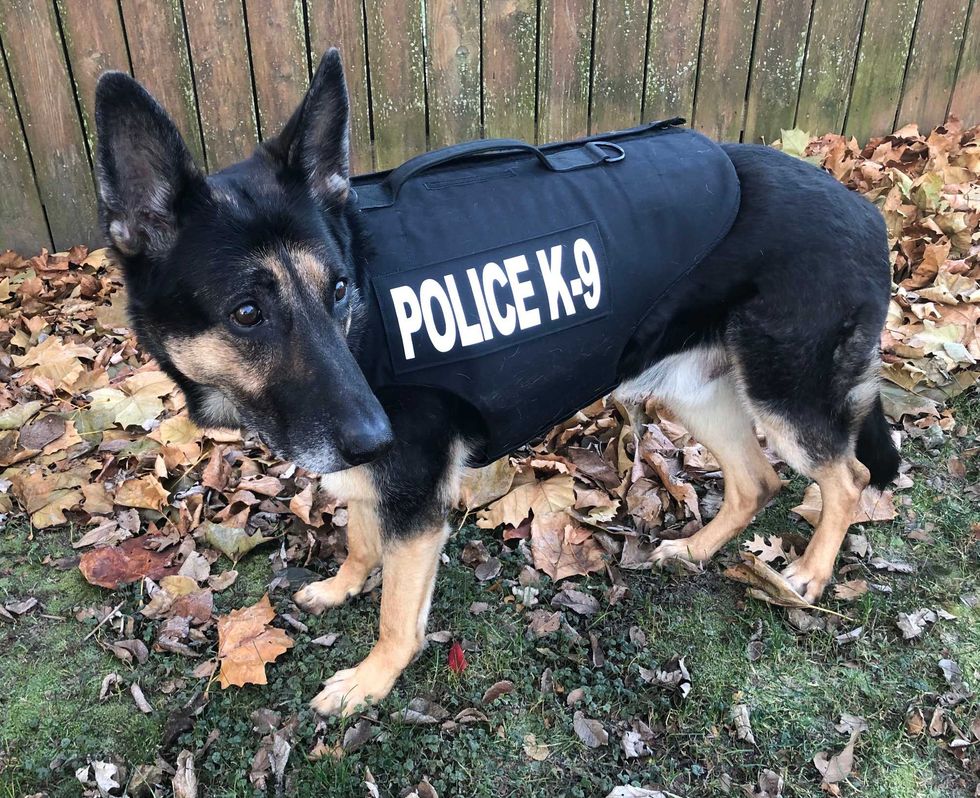 K-9