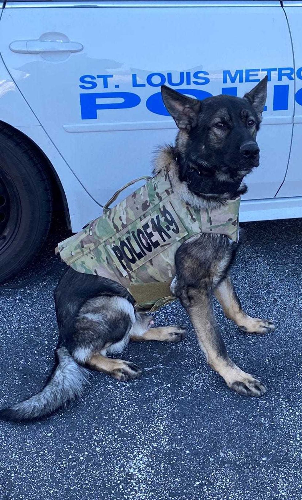 K-9