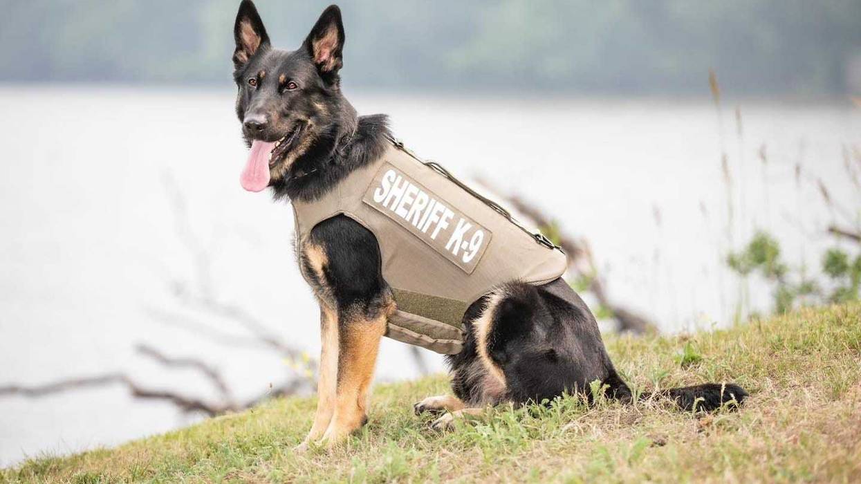 K-9