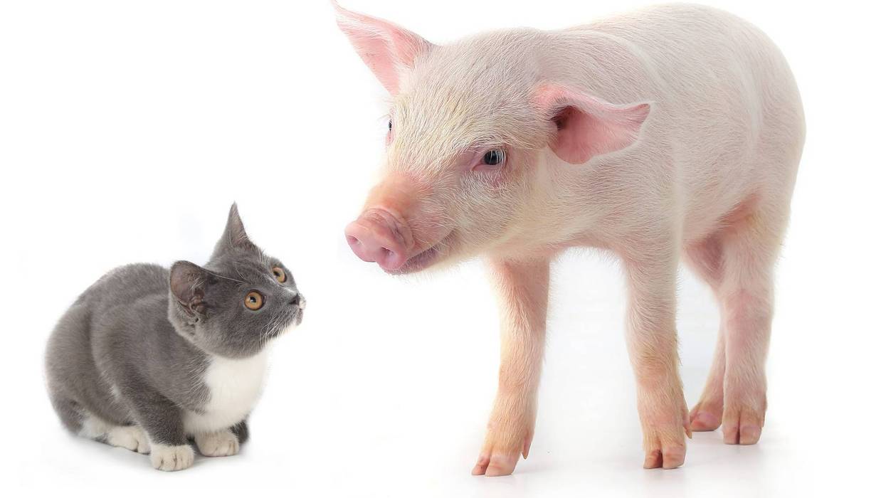 K-State research on COVID-19 in cats and pigs