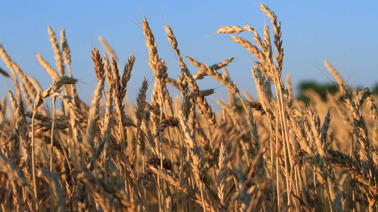 K-State researchers get $1M to improve wheat diversity