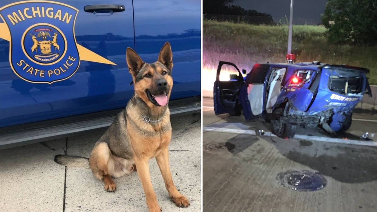 K9 killed