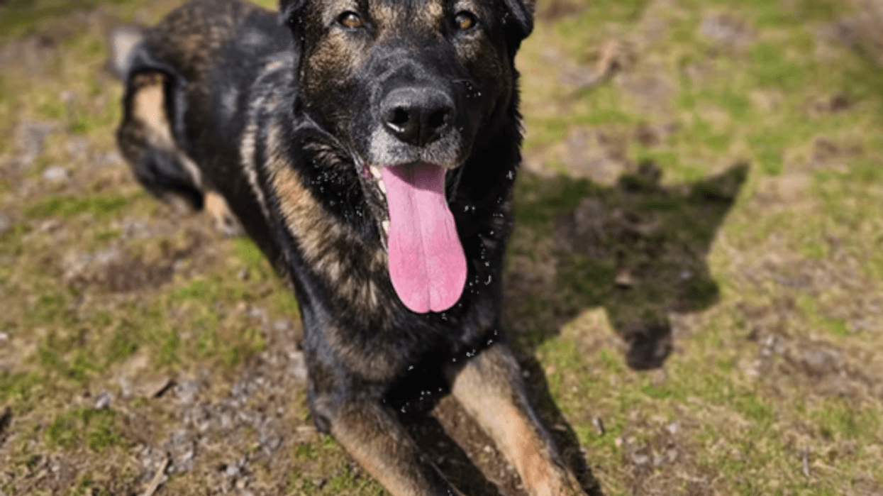 Hampton: K9 helps police find three burglary suspects