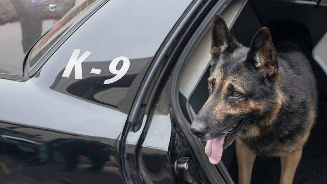 K9 Officer, Police, Dog, Car, Backseat