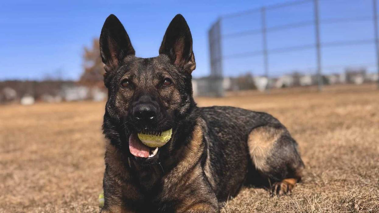 K9 Skye of the Wauconda Police Department.