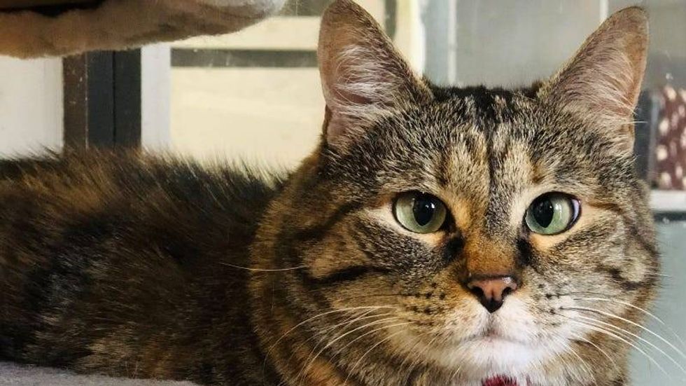 Kaia @ Austin Humane Society 5/17/23