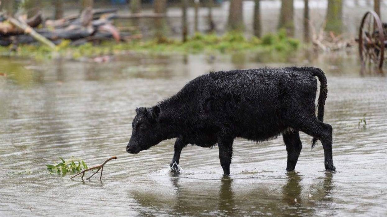 KAIAPOI, NEW ZEALAND - MAY 31: A cow grazes in a flooded paddock on May 31, 2021 in Kaiapoi, New Zealand. Heavy rain across the Canterbury region has caused rivers to surge, with a state of emergency declared across the region with thousands of homes at risk of flooding.