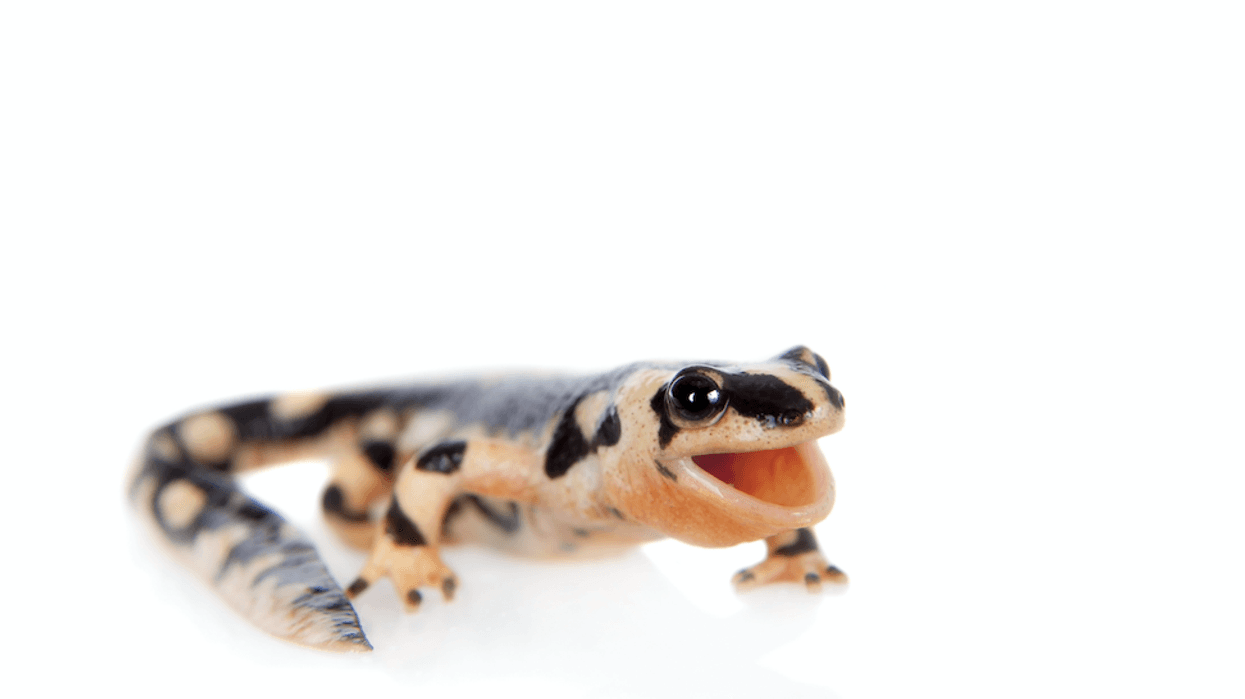 Kaiser newt