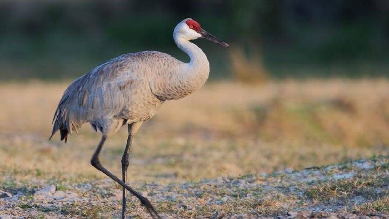 Kalamazoo County man shoots at endangered sandhill cranes, prosecutor to consider charges