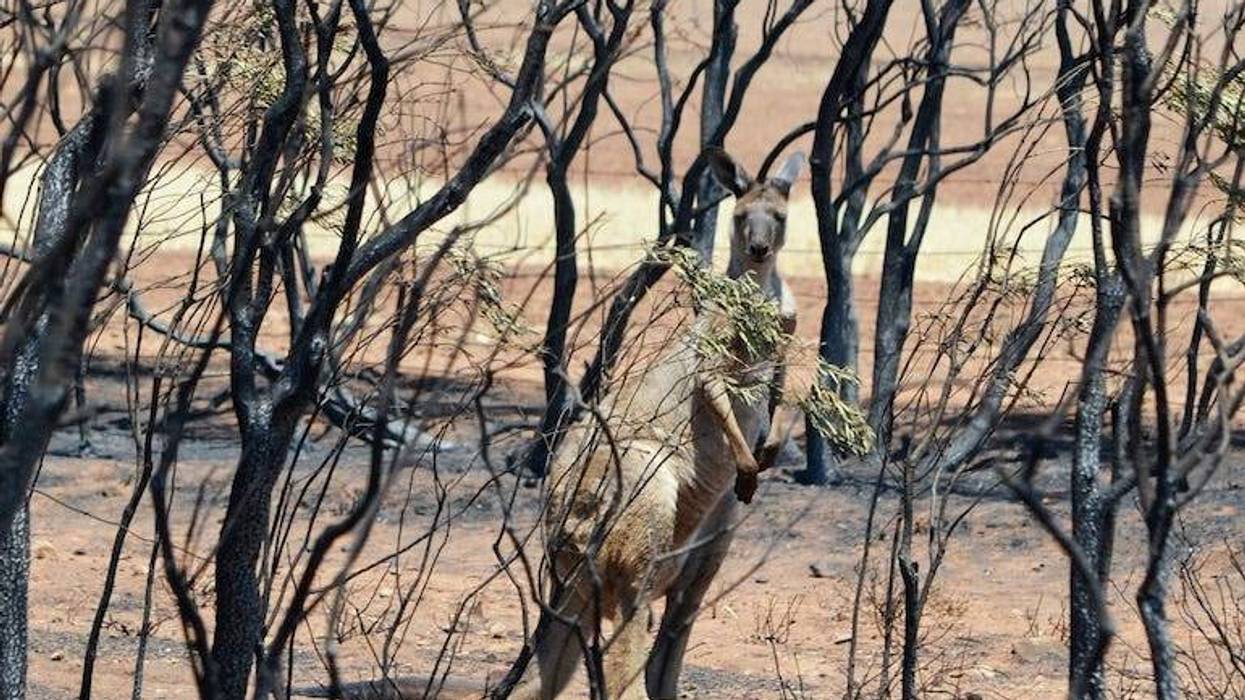 Kangaroo, Bushfire, Burnt Trees