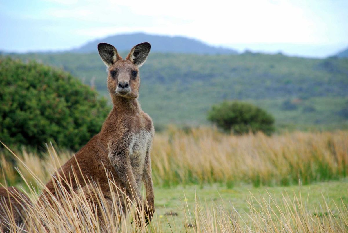Kangaroo in Australia.
