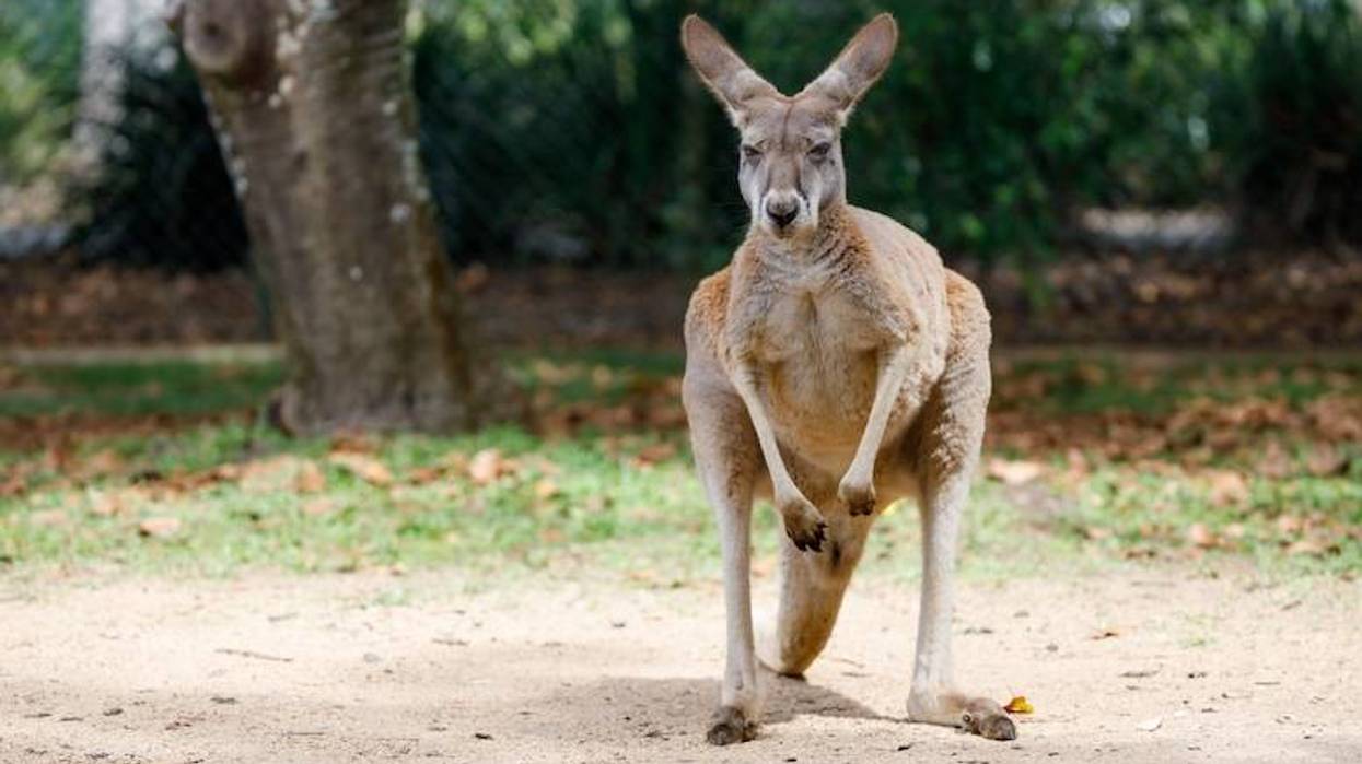Waco police capture loose kangaroo for the second time in nine months