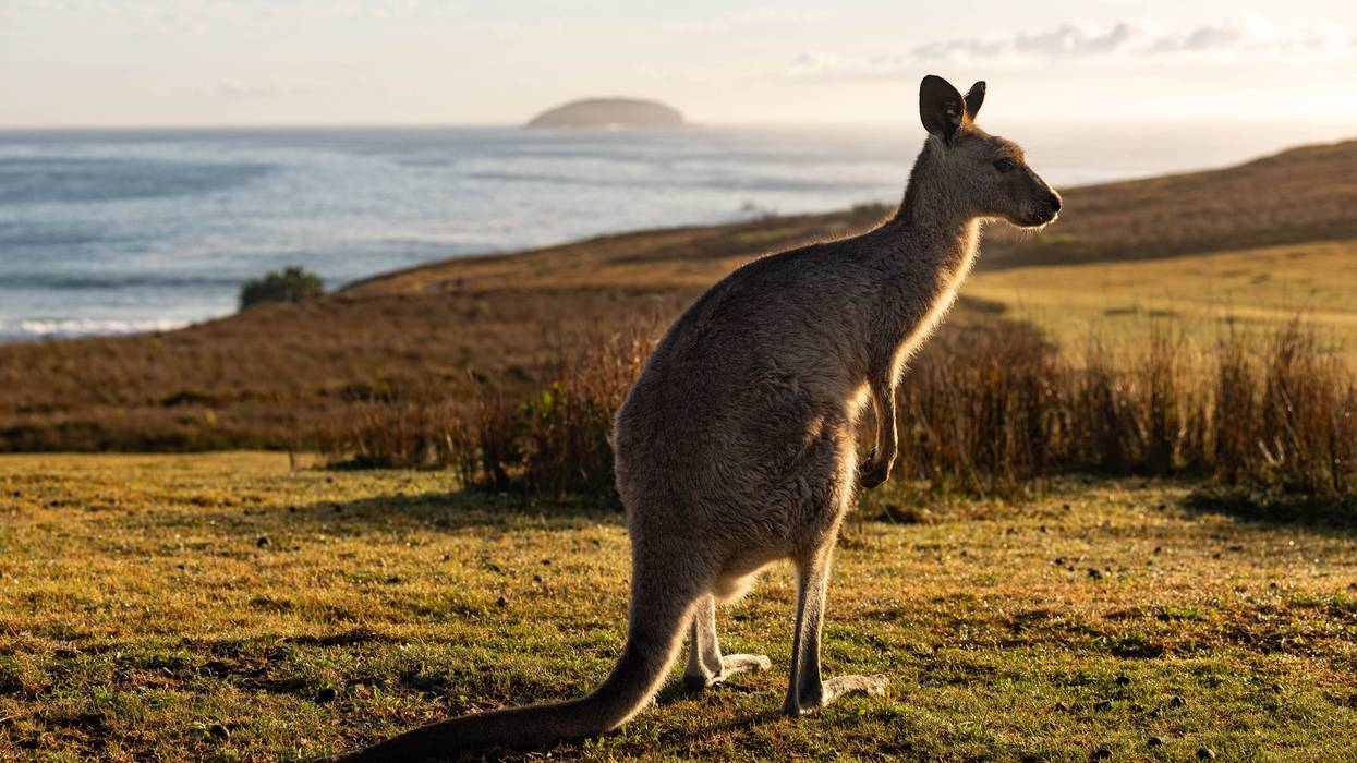 kangaroo