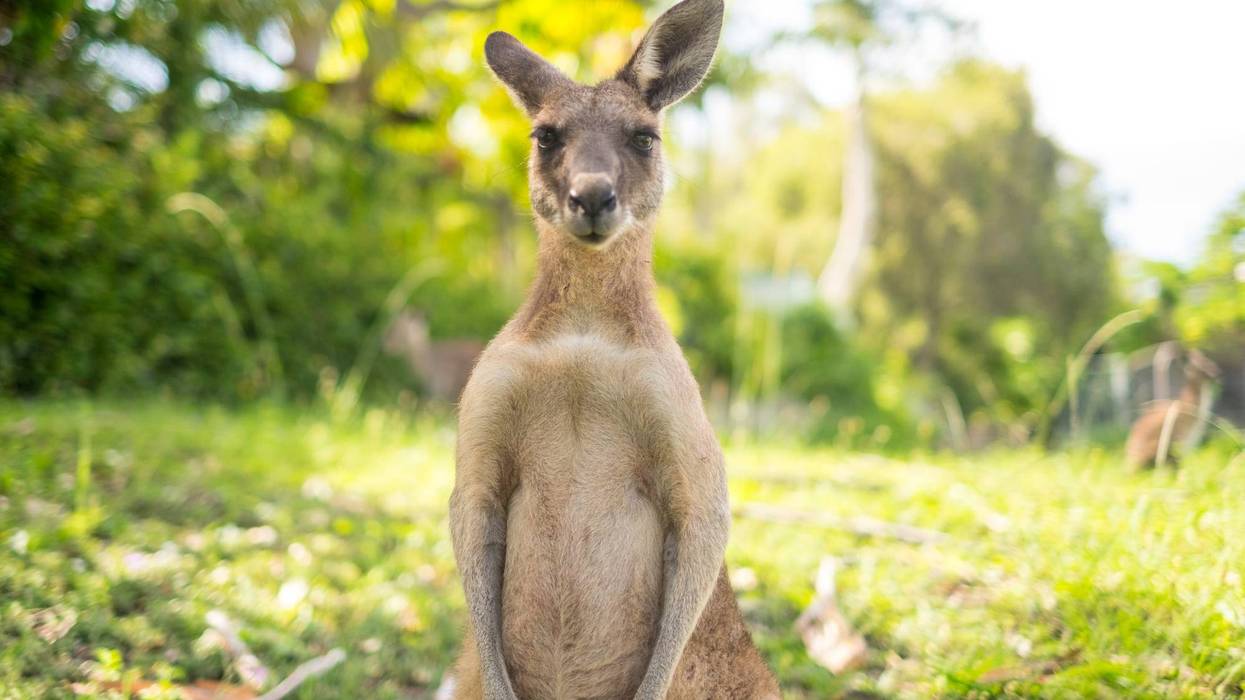 kangaroo