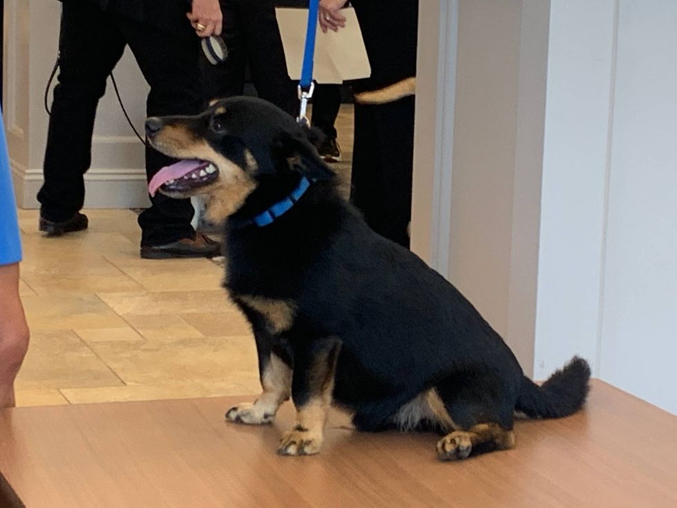Kanji, a Lancashire heeler, will make his breed