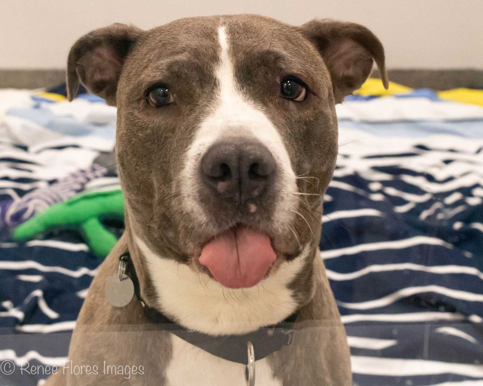 Katara is a 5-year-old American Staffordshire Terrier mix. She weighs 66.8 pounds.