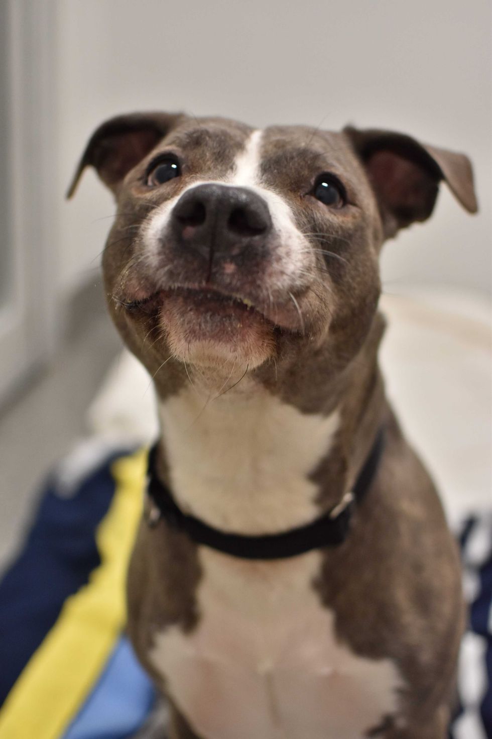 Katara is a 5-year-old American Staffordshire Terrier mix. She weighs 66.8 pounds.