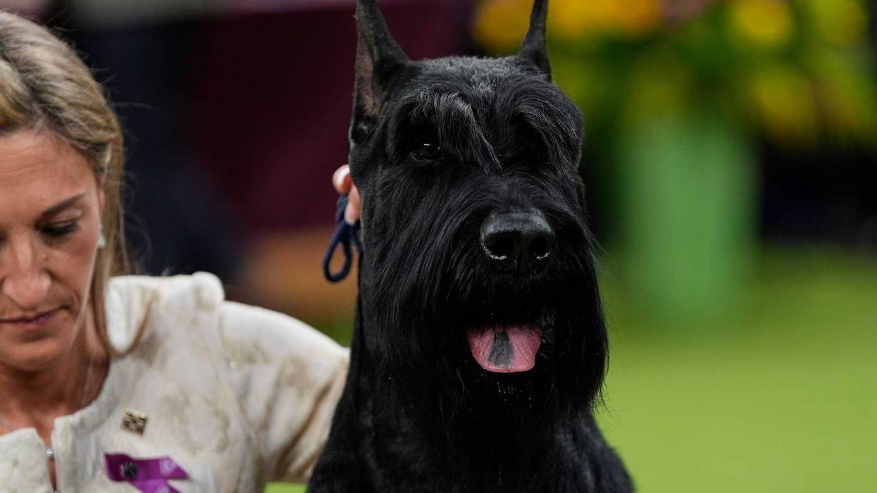 Katie Bernardin and Monty, a Giant Schnauzer, celebrate after winning best in show in the 149th Westminster Kennel Club Dog show, Tuesday, Feb. 11, 2025, in New York