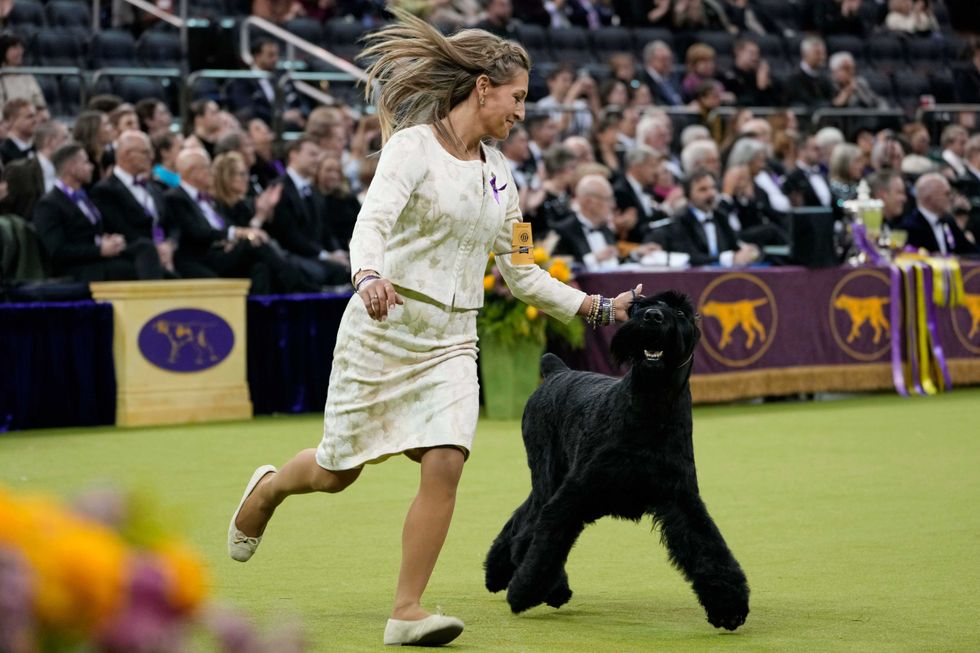 Katie Bernardin and Monty, a Giant Schnauzer, compete in the best in show competition during the 149th Westminster Kennel Club Dog show, Tuesday, Feb. 11, 2025, in New York