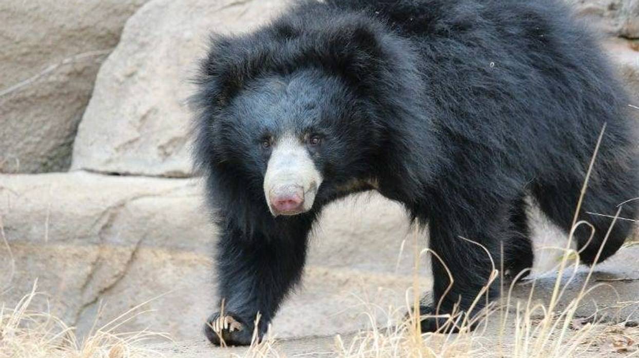 Kayla, a 6-year-old sloth bear. Last month, Kayla was showing signs that she may be pregnant.