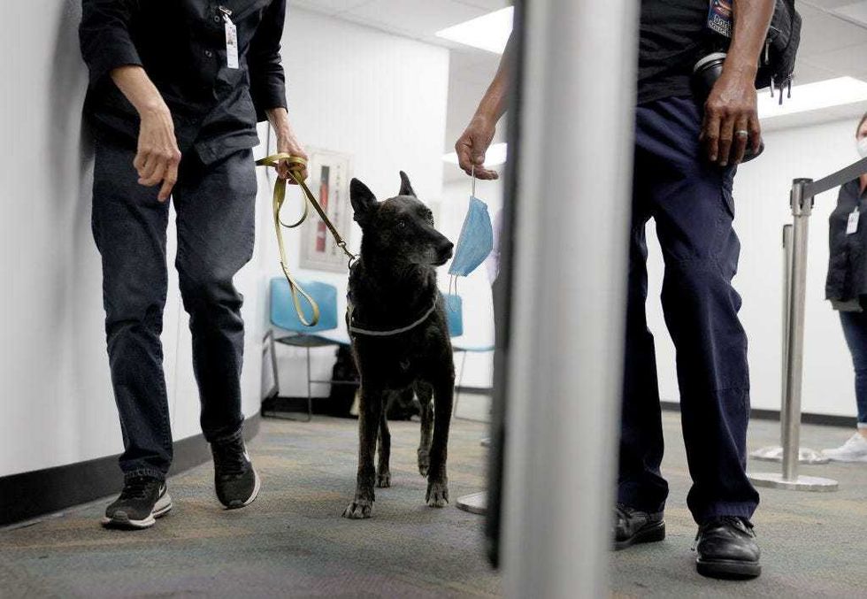 Kelley Hall leads One Betta, a Dutch Shepard, to sniff a mask for the scent of COVID-19 at Miami International Airport.