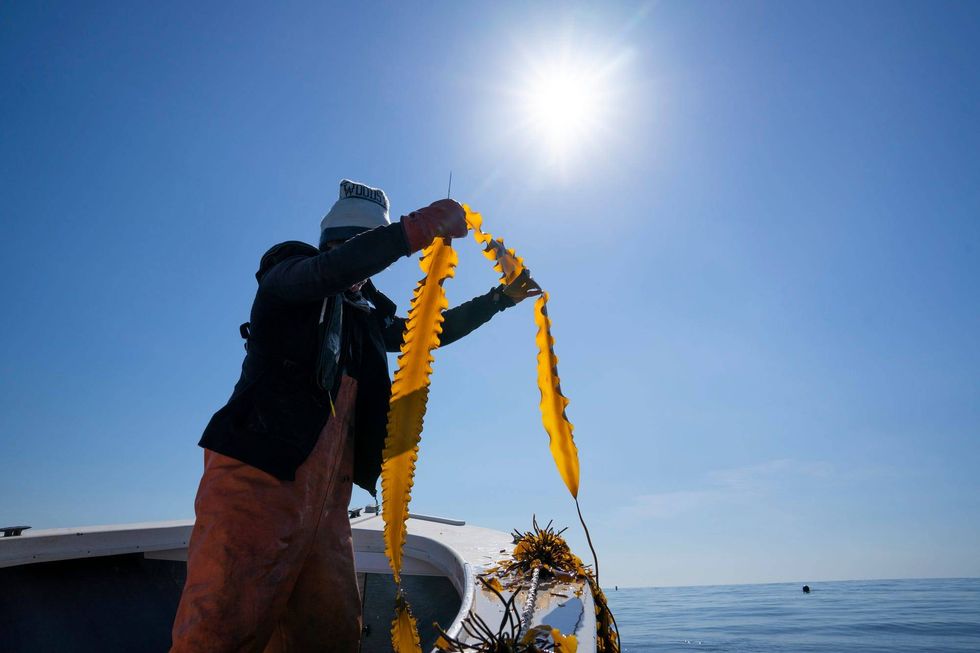 Kelp Farming