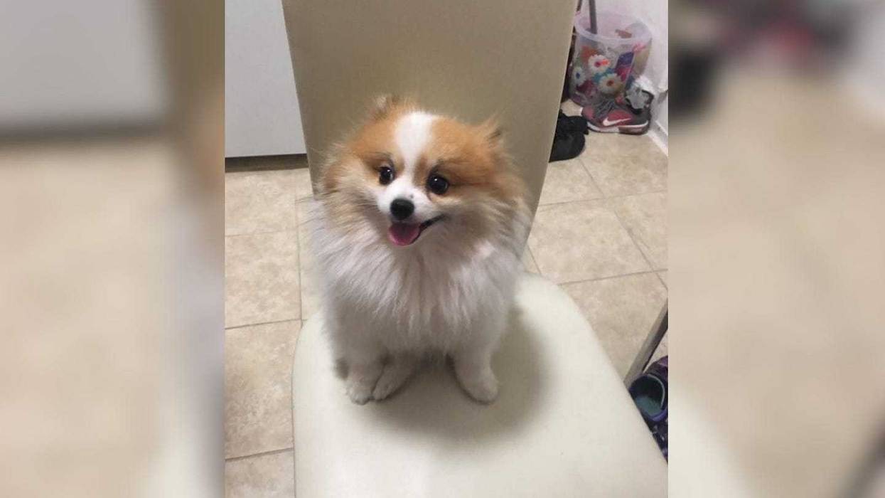 Ken-Shin, a 7-year-old Pomeranian, was instantly killed in the brutal attack, prosecutors said