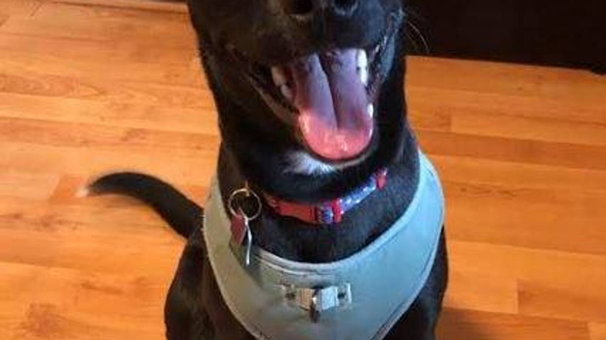 Kendra is dog sitting "Bode" this weekend!