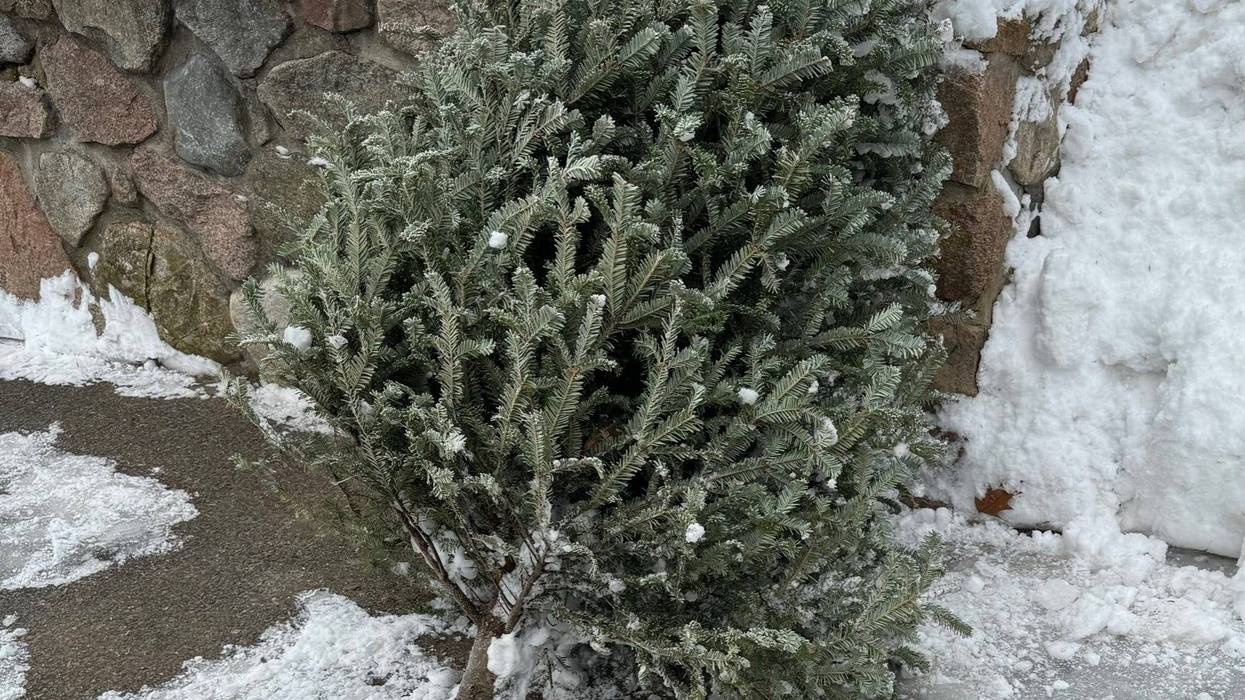 Kendra's very sad and very dry Christmas tree