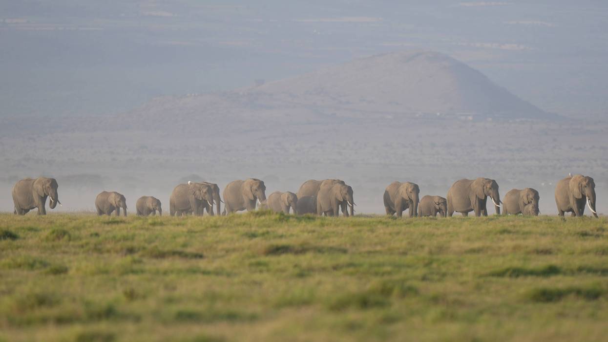 Kenya Elephants 732