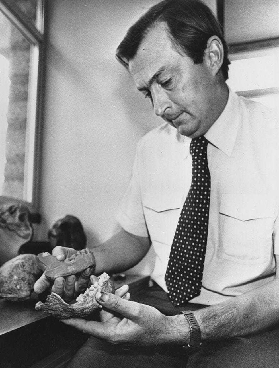 Kenyan palaeoanthropologist Richard Leakey examines jawbone fossils in the laboratory of the National Museum in Nairobi. (Photo by Keystone Features/Getty Images)