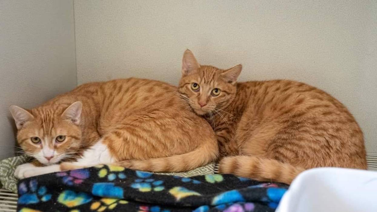 Khan and Tigger, orange tabby cats who are bonded brothers up for adoption through ARE Animal Rescue