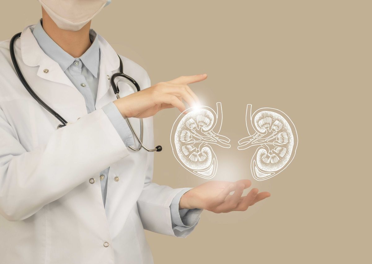 Kidney, Transplant, Pig, Human, Medical, Surgery