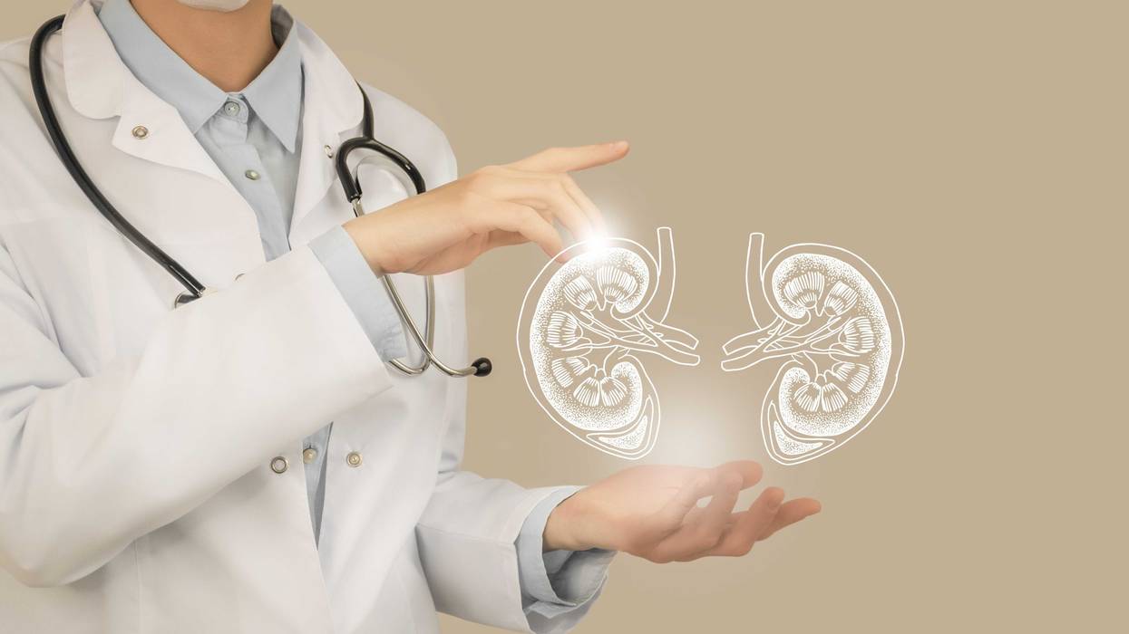 Kidney, Transplant, Pig, Human, Medical, Surgery