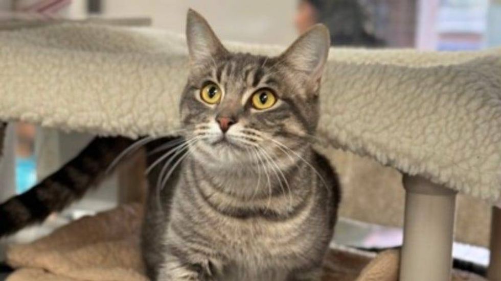 Kiki @ Austin Humane Society 12/27/23