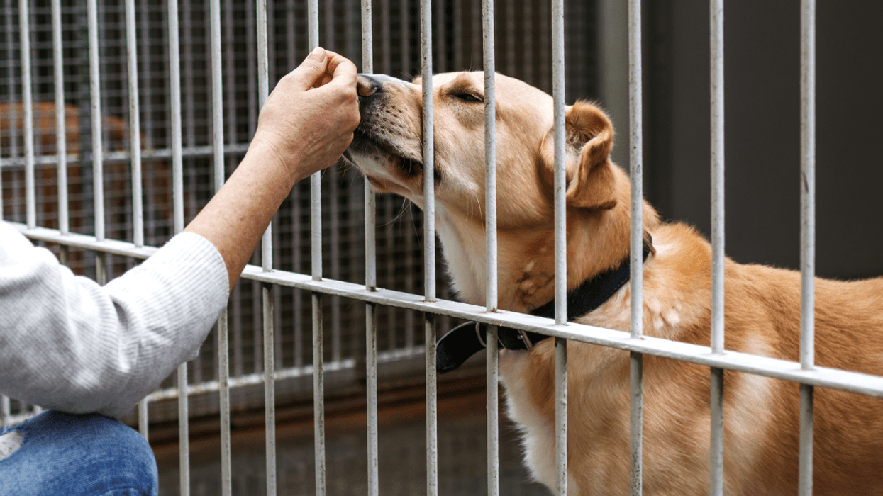 Kill rates for adult dogs at OC animal shelter more than double in three years