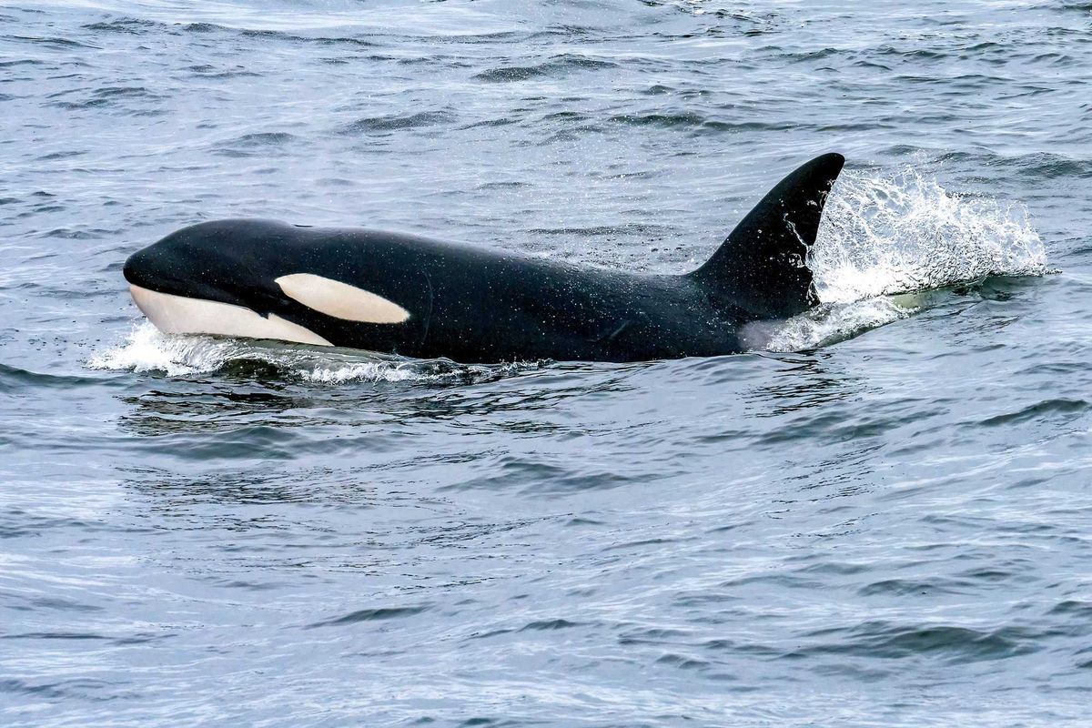 Killer whale in the ocean.