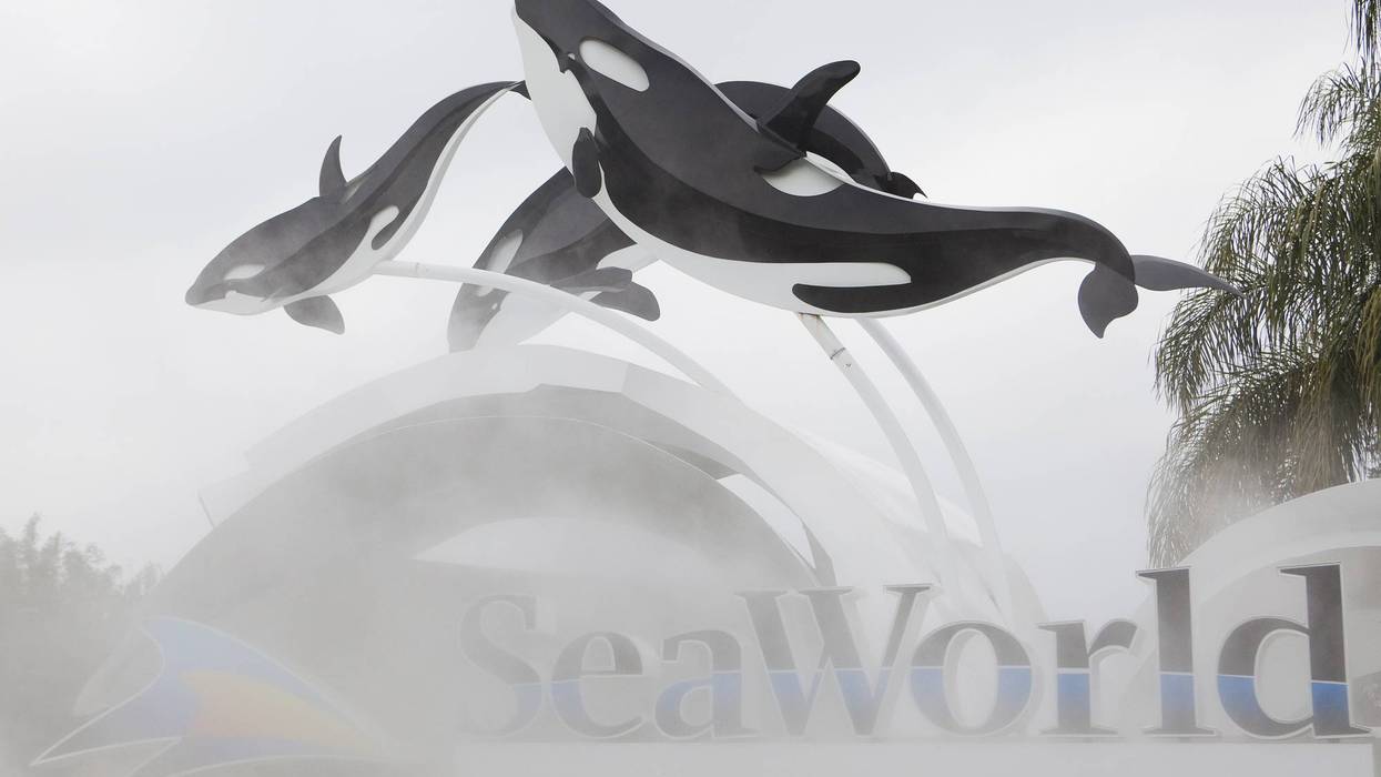 Killer Whale Kills Trainer Before Show At SeaWorld