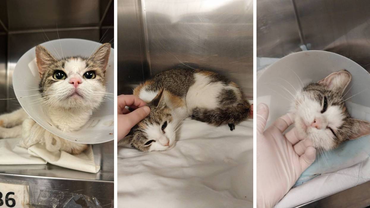 Kimiko, a 1- to 2-year-old cat, is recovering nicely after being found Thursday with an arrow through her right thigh.