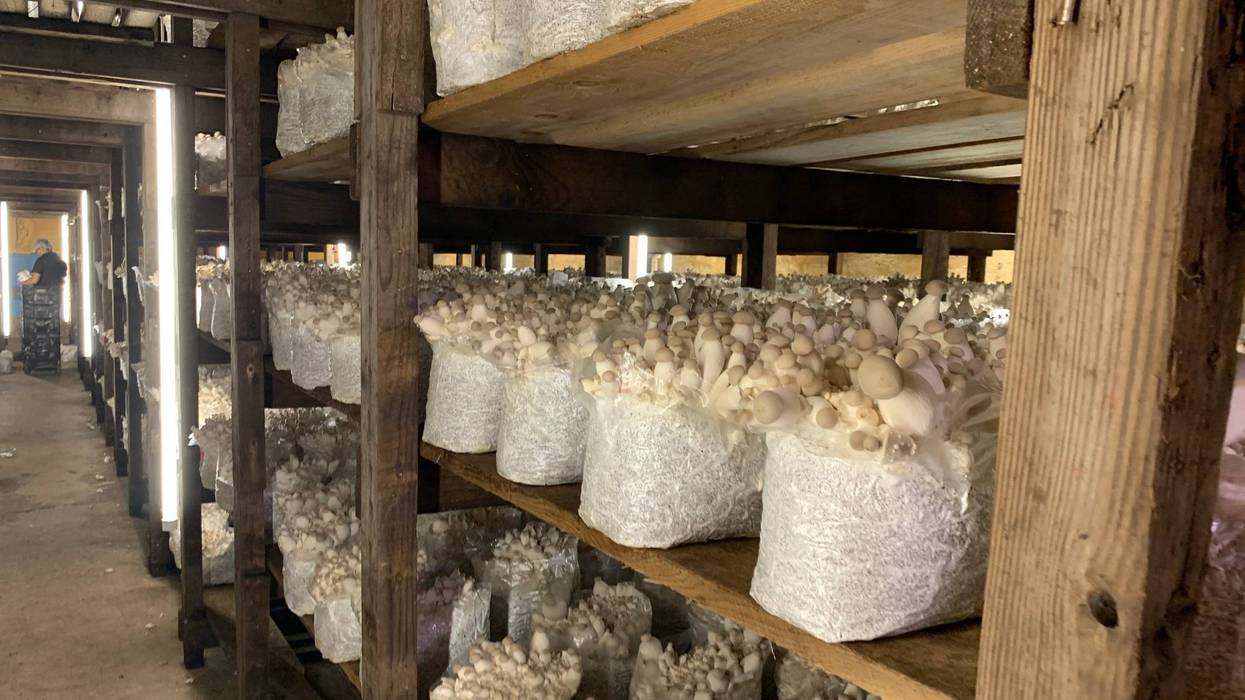King trumpet mushrooms farmed at Kennett Square Specialties.