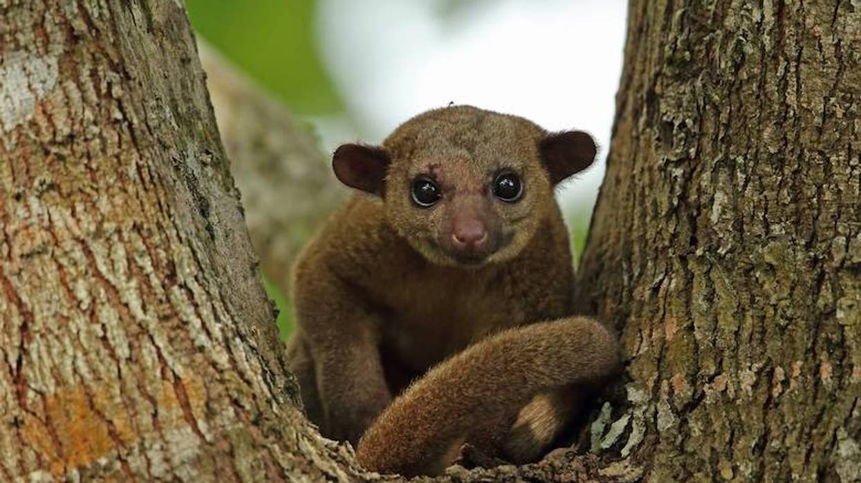 Kinkajou sitting in the crook of a tree