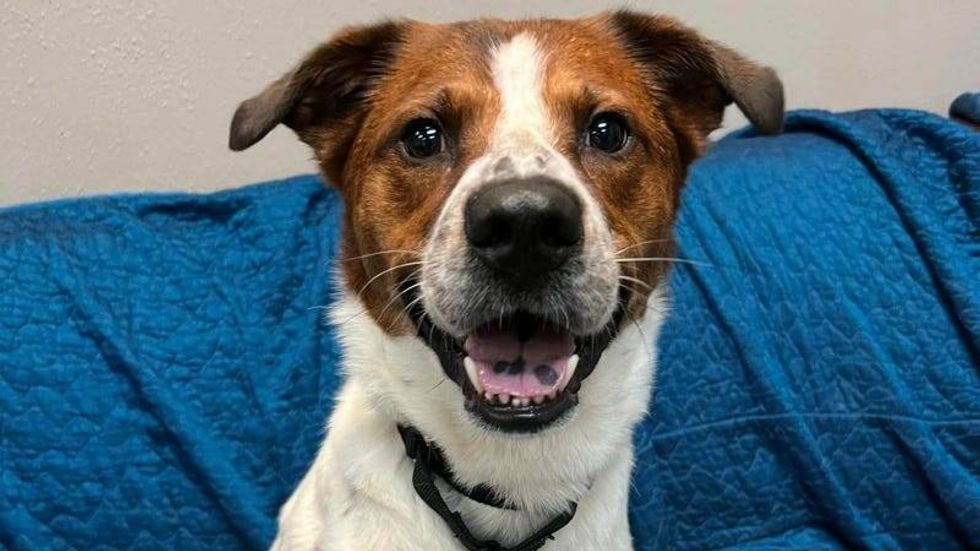 Kip @ Austin Humane Society 7/17/24