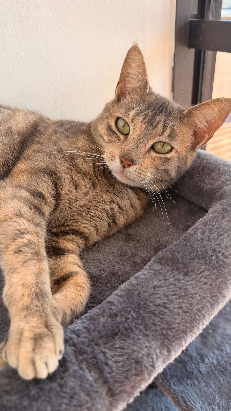 Kira the cat