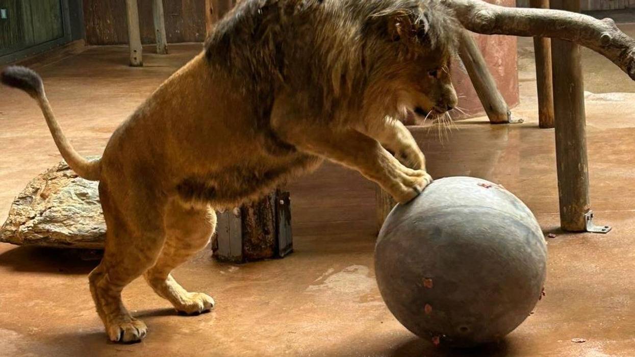 Talk about a delicate procedure: Minnesota Wildcat Sanctuary performs a vasectomy on a lion