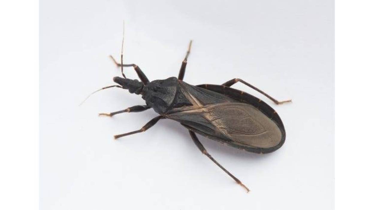 kissing bug